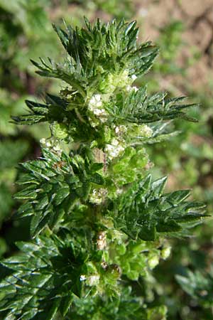 Urtica urens \ Kleine Brenn-Nessel / Small Nettle, D Rheinhessen, Flonheim 26.4.2008