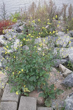 Brassica nigra \ Schwarzer Senf / Black Mustard, D Mannheim 12.10.2011