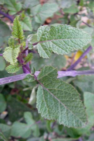 Brassica nigra \ Schwarzer Senf / Black Mustard, D Mannheim 12.10.2011