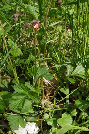 Geum rivale \ Bach-Nelkenwurz / Water Avens, D Mainberg 5.5.2013