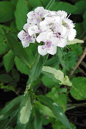 Dianthus barbatus \ Bart-Nelke / Sweet William, D Offenbach am Main 2.7.2013