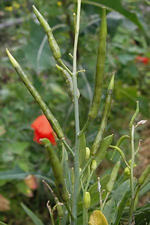 Brassica nigra \ Schwarzer Senf / Black Mustard, D Mannheim 3.7.2013