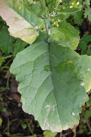 Brassica nigra \ Schwarzer Senf / Black Mustard, D Mannheim 3.7.2013