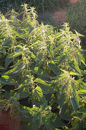 Urtica dioica \ Brenn-Nessel / Nettle, D Mannheim 10.9.2013