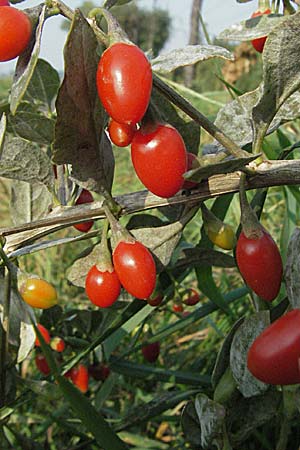 Lycium chinense \ Chinesischer Bocksdorn / China Tea-Plant, D Mannheim 15.10.2006