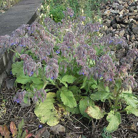 Borago officinalis \ Boretsch / Borago, D Weinheim an der Bergstraße 20.10.2006