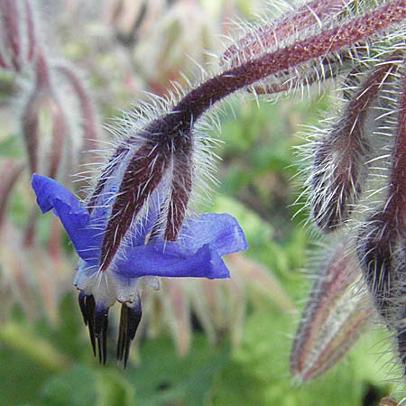 Borago officinalis \ Boretsch / Borago, D Weinheim an der Bergstraße 20.10.2006