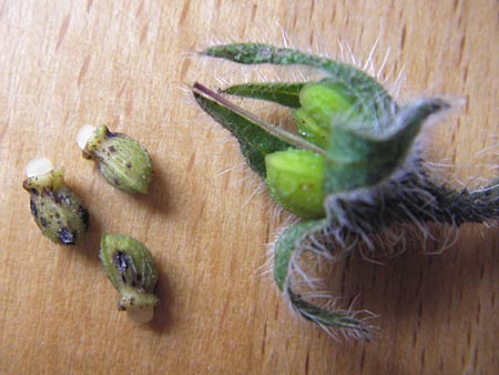 Borago officinalis \ Boretsch / Borago, D Pforzheim 25.11.2012