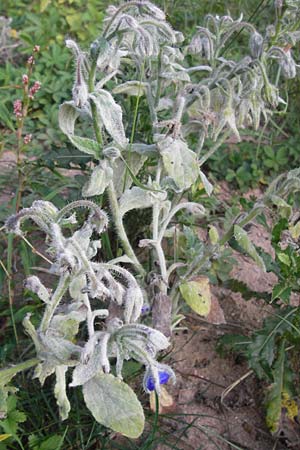 Borago officinalis \ Boretsch / Borago, D Mannheim 6.9.2013