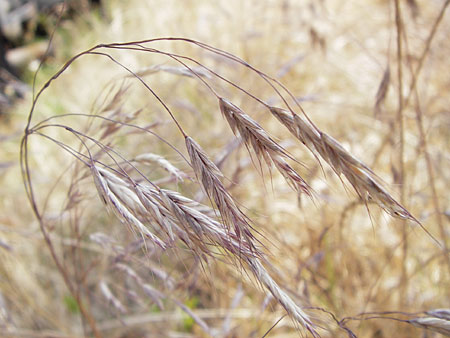Bromus arvensis subsp. parviflorus \ Kleinbltige Acker-Trespe / Small-Flowered Field Brome, D Mannheim 23.7.2013