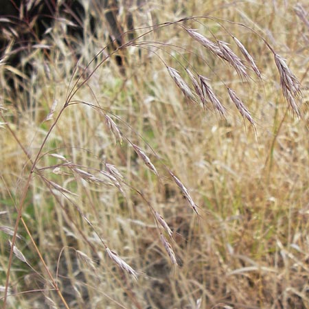 Bromus arvensis subsp. parviflorus \ Kleinbltige Acker-Trespe / Small-Flowered Field Brome, D Mannheim 23.7.2013