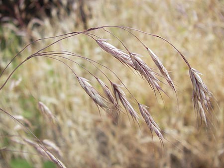 Bromus arvensis subsp. parviflorus \ Kleinbltige Acker-Trespe / Small-Flowered Field Brome, D Mannheim 23.7.2013