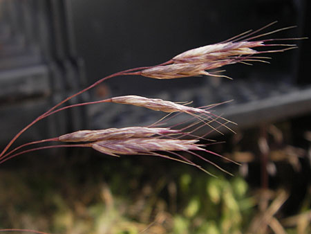 Bromus arvensis subsp. parviflorus \ Kleinbltige Acker-Trespe / Small-Flowered Field Brome, D Mannheim 23.7.2013