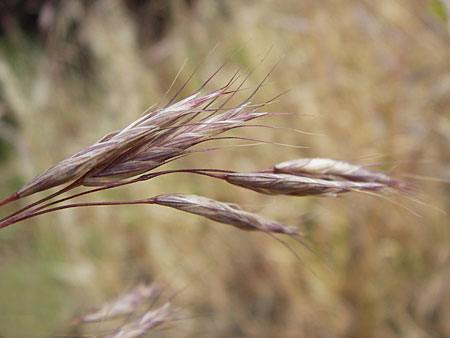 Bromus arvensis subsp. parviflorus \ Kleinbltige Acker-Trespe / Small-Flowered Field Brome, D Mannheim 23.7.2013