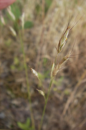 Bromus arvensis subsp. parviflorus \ Kleinbltige Acker-Trespe / Small-Flowered Field Brome, D Mannheim 23.7.2013