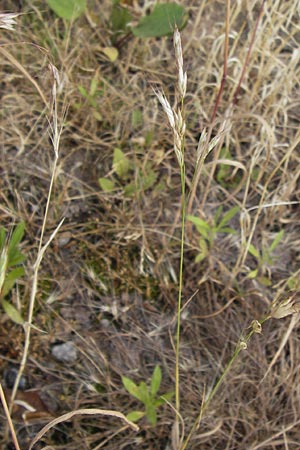 Bromus arvensis subsp. parviflorus \ Kleinbltige Acker-Trespe / Small-Flowered Field Brome, D Mannheim 23.7.2013
