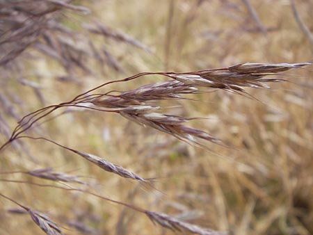 Bromus arvensis subsp. parviflorus \ Kleinbltige Acker-Trespe / Small-Flowered Field Brome, D Mannheim 23.7.2013
