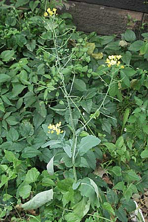 Brassica napus \ Raps / Oilseed Rape, Rapeseed, D Mannheim 15.6.2006