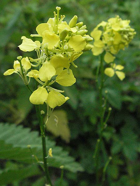Brassica nigra \ Schwarzer Senf / Black Mustard, D Mannheim 15.6.2006