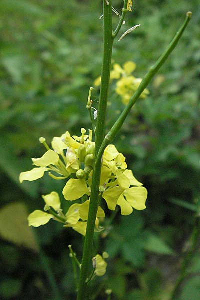 Brassica nigra \ Schwarzer Senf / Black Mustard, D Mannheim 15.6.2006
