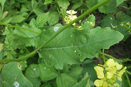 Brassica nigra \ Schwarzer Senf / Black Mustard, D Mannheim 15.6.2006