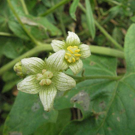 Bryonia dioica \ Rotfrchtige Zaunrbe / Red-Berried Bryony, D Neuleiningen 16.6.2006