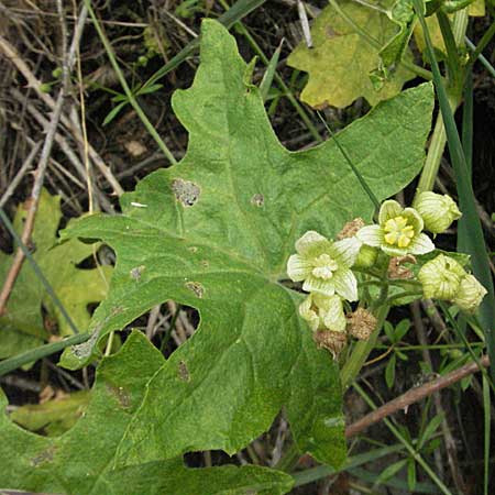 Bryonia dioica \ Rotfrchtige Zaunrbe / Red-Berried Bryony, D Neuleiningen 16.6.2006