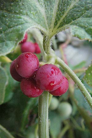 Bryonia dioica \ Rotfrchtige Zaunrbe / Red-Berried Bryony, D Mannheim 28.7.2006