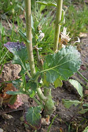 Brassica rapa \ Stoppelrbe, Rbsen / Field Mustard, D Weinheim an der Bergstraße 15.4.2008