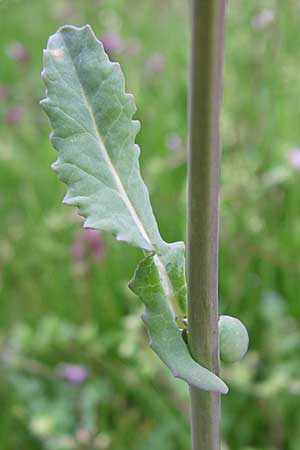 Brassica rapa \ Stoppelrbe, Rbsen / Field Mustard, D Karlsruhe 19.4.2008