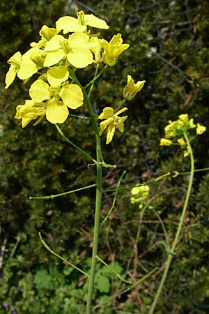 Brassica rapa \ Stoppelrbe, Rbsen / Field Mustard, D Viernheim 23.4.2008