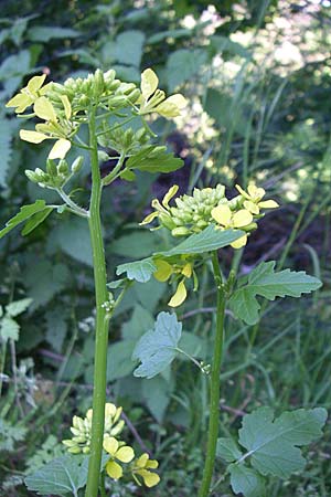 Sinapis alba \ Weier Senf / White Mustard, D Weinheim an der Bergstraße 6.5.2008