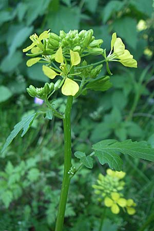 Sinapis alba \ Weier Senf / White Mustard, D Weinheim an der Bergstraße 6.5.2008