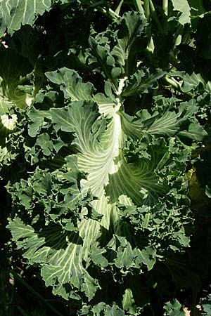 Brassica oleracea var. viridis ? \ Blatt-Kohl / Collards, Cow Cabbage, D Weinheim an der Bergstra&szlig;e 8.5.2008
