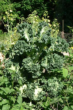 Brassica oleracea var. viridis ? \ Blatt-Kohl / Collards, Cow Cabbage, D Weinheim an der Bergstra&szlig;e 8.5.2008