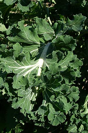 Brassica oleracea var. viridis ? \ Blatt-Kohl / Collards, Cow Cabbage, D Weinheim an der Bergstra&szlig;e 8.5.2008