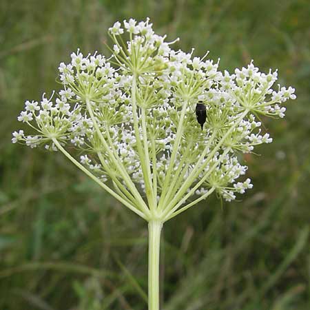 Cnidium dubium \ Sumpf-Brenndolde / Cnidium dubium, D Pfalz, Speyer 22.7.2009