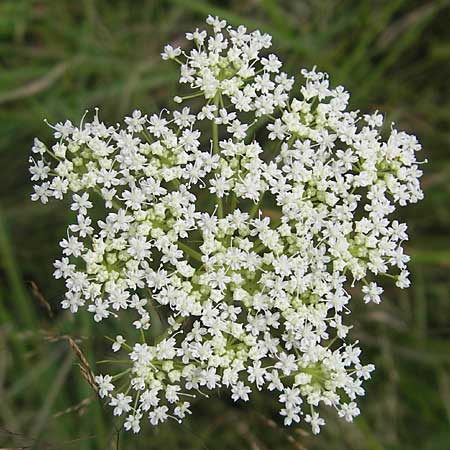 Cnidium dubium \ Sumpf-Brenndolde / Cnidium dubium, D Pfalz, Speyer 22.7.2009
