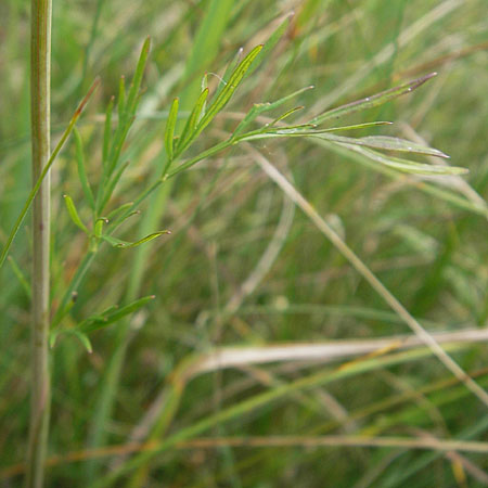 Cnidium dubium \ Sumpf-Brenndolde / Cnidium dubium, D Pfalz, Speyer 22.7.2009
