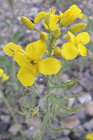Brassica rapa \ Stoppelrbe, Rbsen / Field Mustard, D Mannheim 22.4.2010