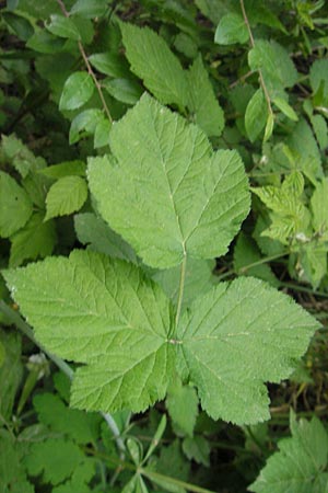Rubus caesius \ Kratzbeere / Dewberry, D Kraichtal-Oberöwisheim 3.5.2011