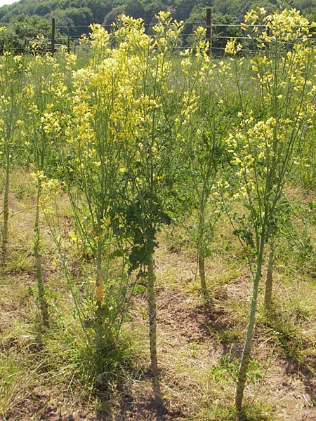 Brassica oleracea var. viridis ? \ Blatt-Kohl / Collards, Cow Cabbage, D Annweiler 7.5.2011