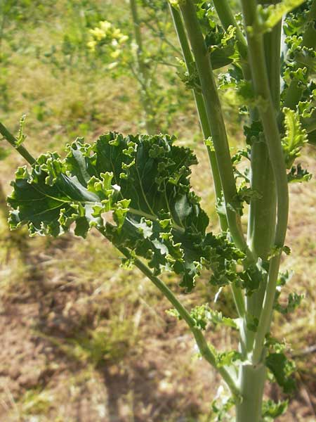 Brassica oleracea var. viridis ? \ Blatt-Kohl / Collards, Cow Cabbage, D Annweiler 7.5.2011