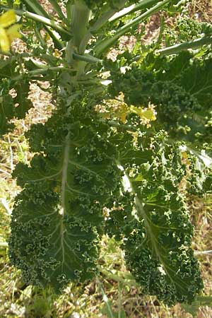 Brassica oleracea var. viridis ? \ Blatt-Kohl / Collards, Cow Cabbage, D Annweiler 7.5.2011