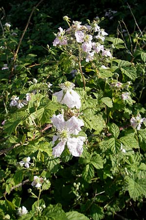 Rubus caesius \ Kratzbeere / Dewberry, D Karlsruhe 7.5.2011