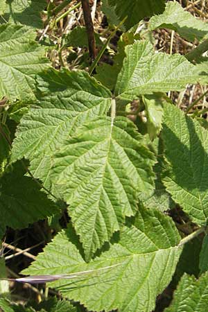 Rubus caesius \ Kratzbeere / Dewberry, D Bruchsal 13.5.2011