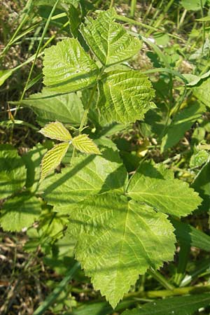 Rubus caesius \ Kratzbeere / Dewberry, D Rauenberg 18.5.2011