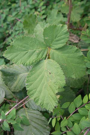 Rubus fruticosus agg. \ Brombeere / Bramble, Blackberry, D Karlsruhe 20.5.2011