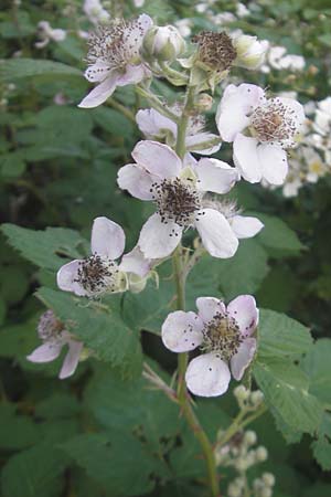 Rubus fruticosus agg. \ Brombeere / Bramble, Blackberry, D Karlsruhe 20.5.2011