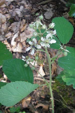 Rubus fruticosus agg. \ Brombeere / Bramble, Blackberry, D Neckargemünd 23.5.2011